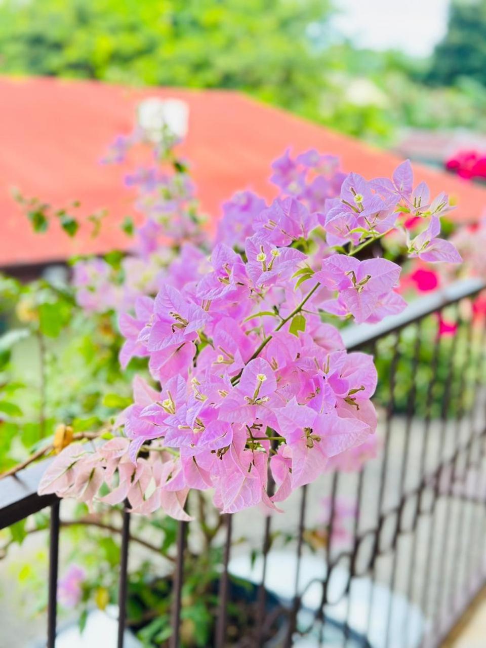 La Fiore De Bahia Hotel