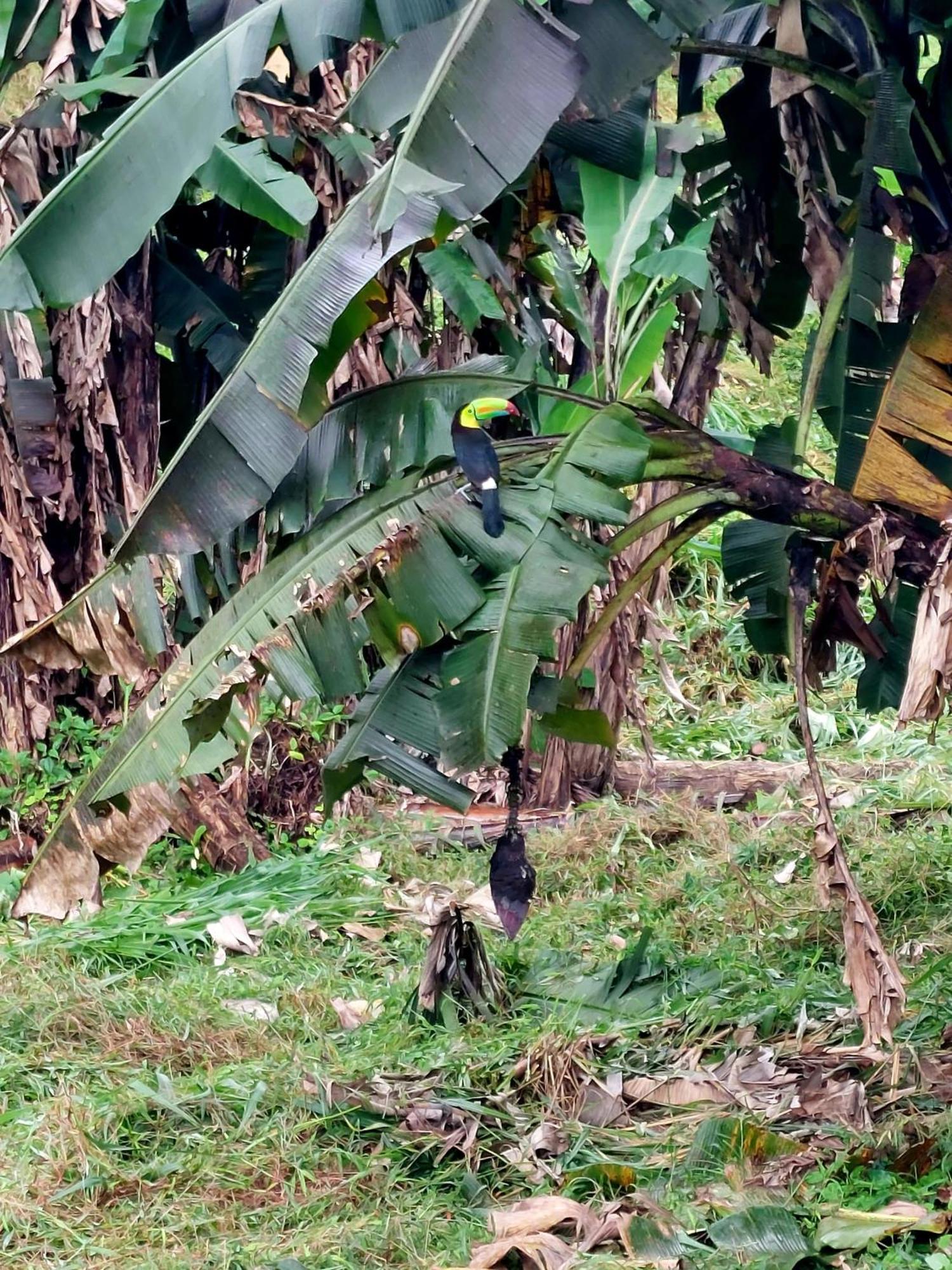Rustico Arenal La Fortuna