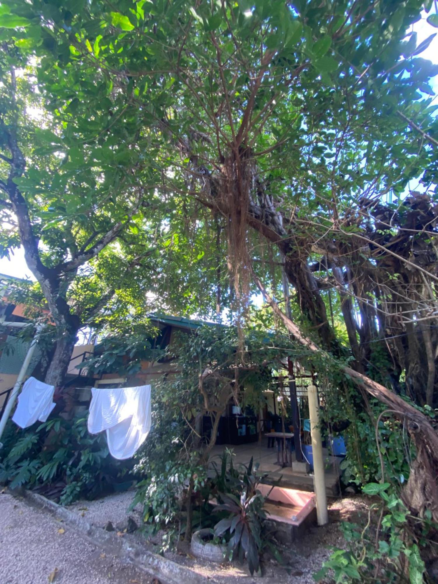 Hostel Cabinas Surf Arribadas *