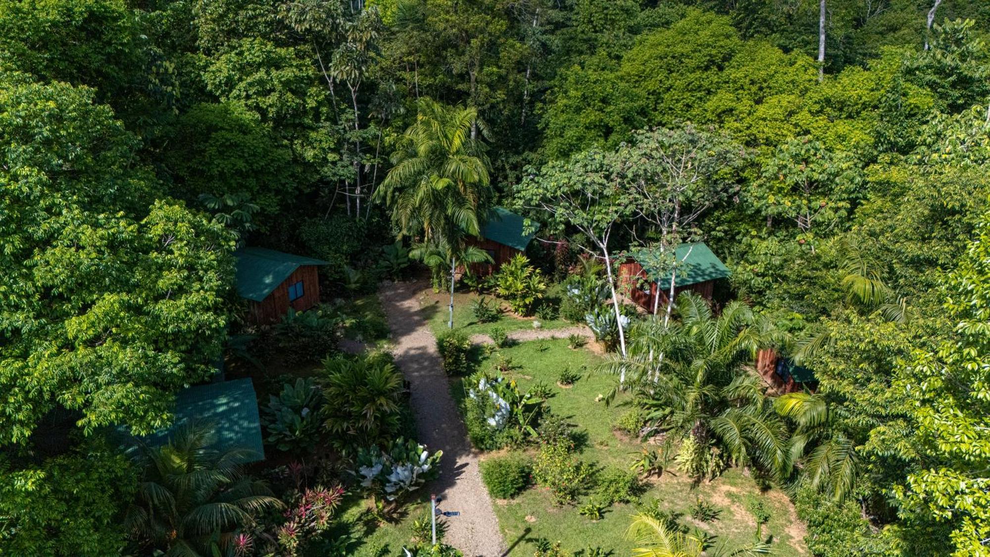 Citronela Corcovado