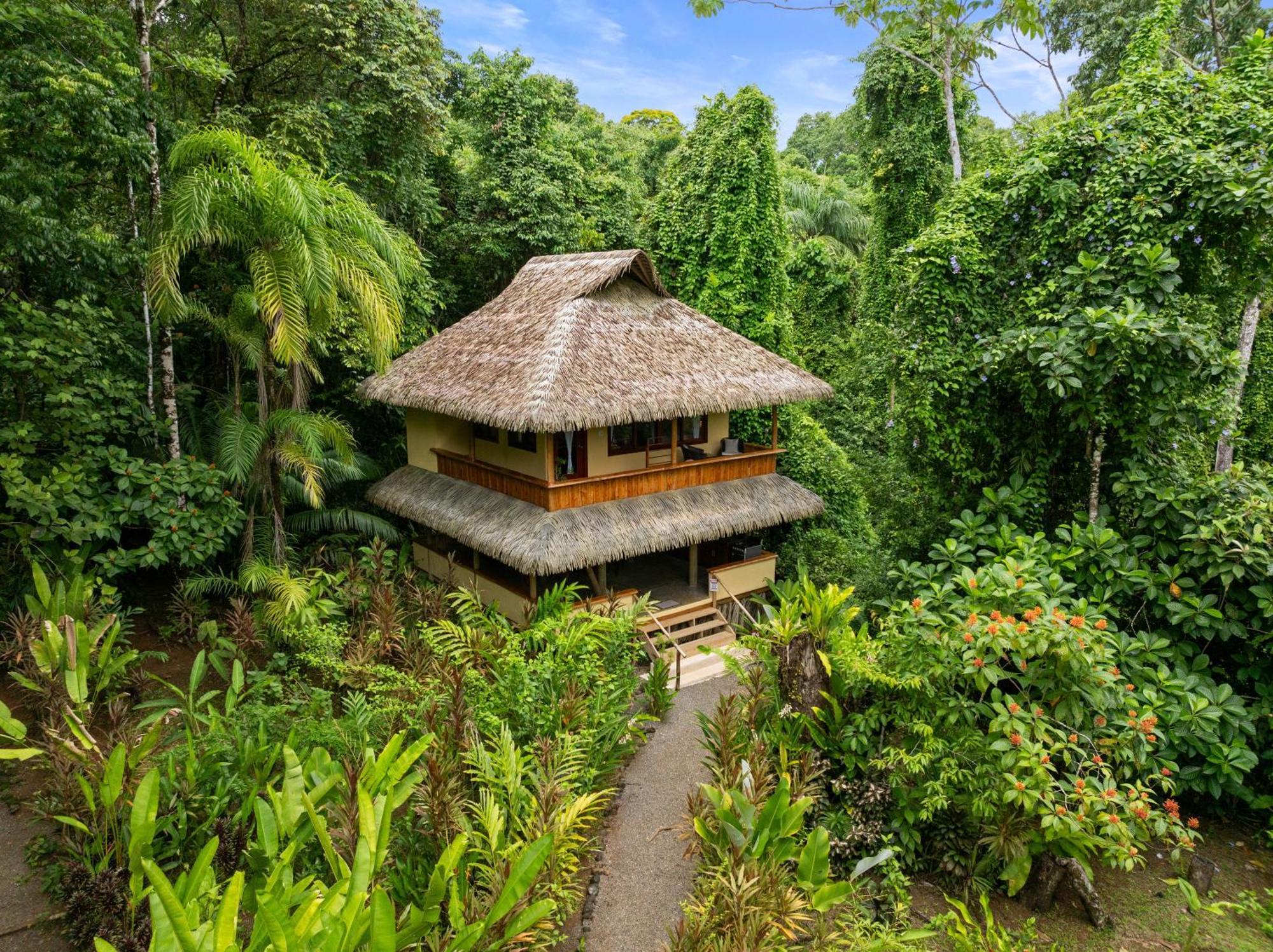 Copa De Arbol & Rainforest Drake Bay