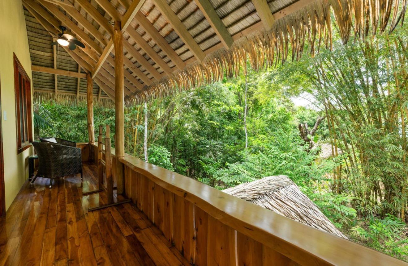 Copa De Arbol & Rainforest