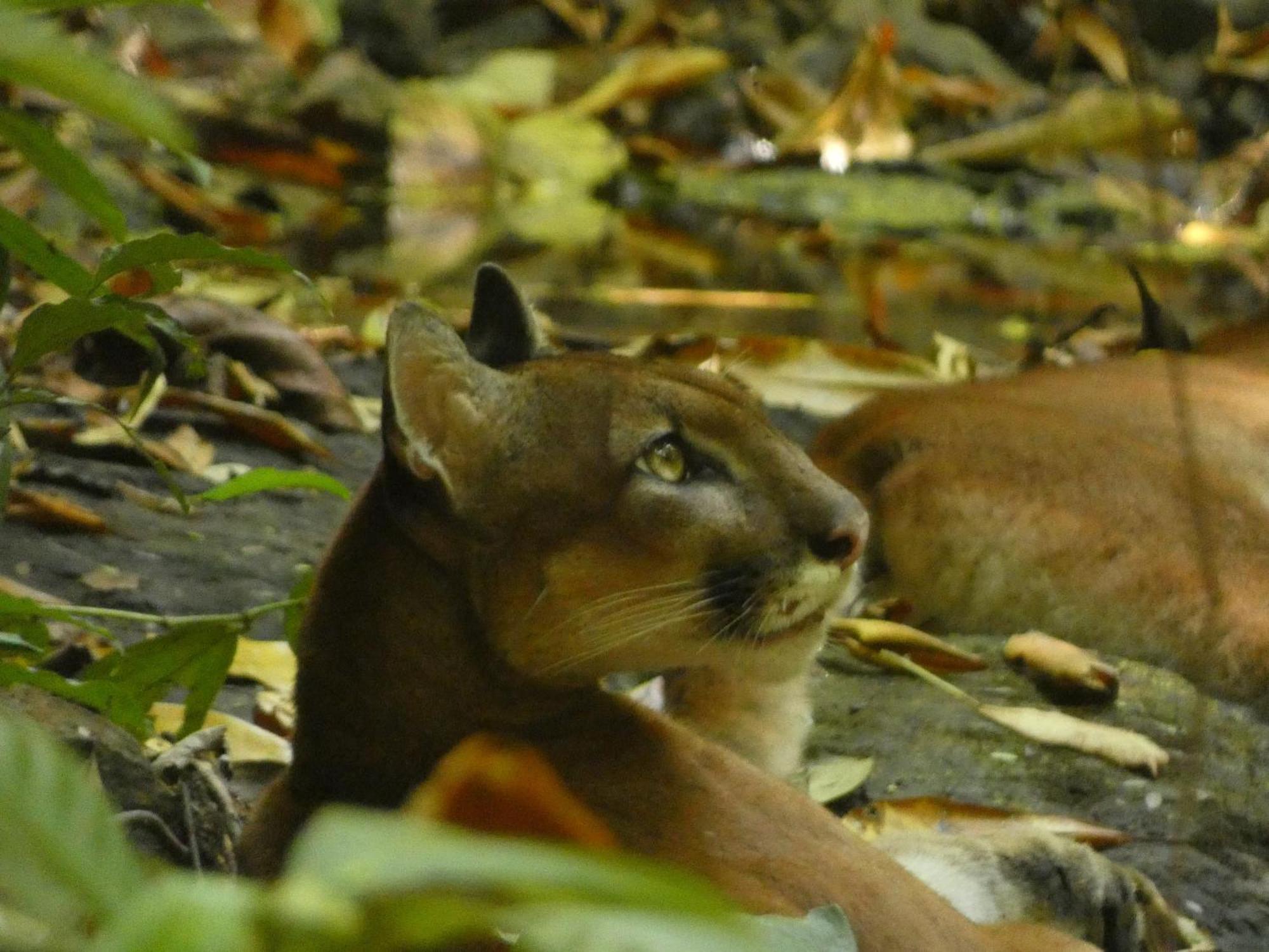 Corcovado Wilderness By Scp Hotel