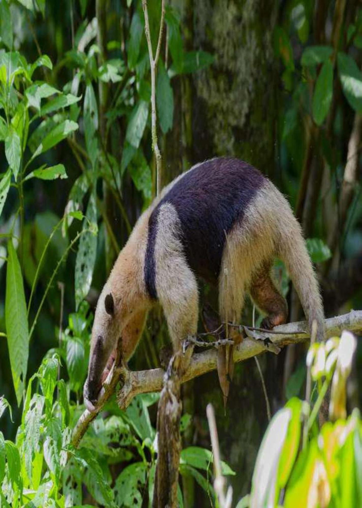 Birding Corcovado Eco Holiday home