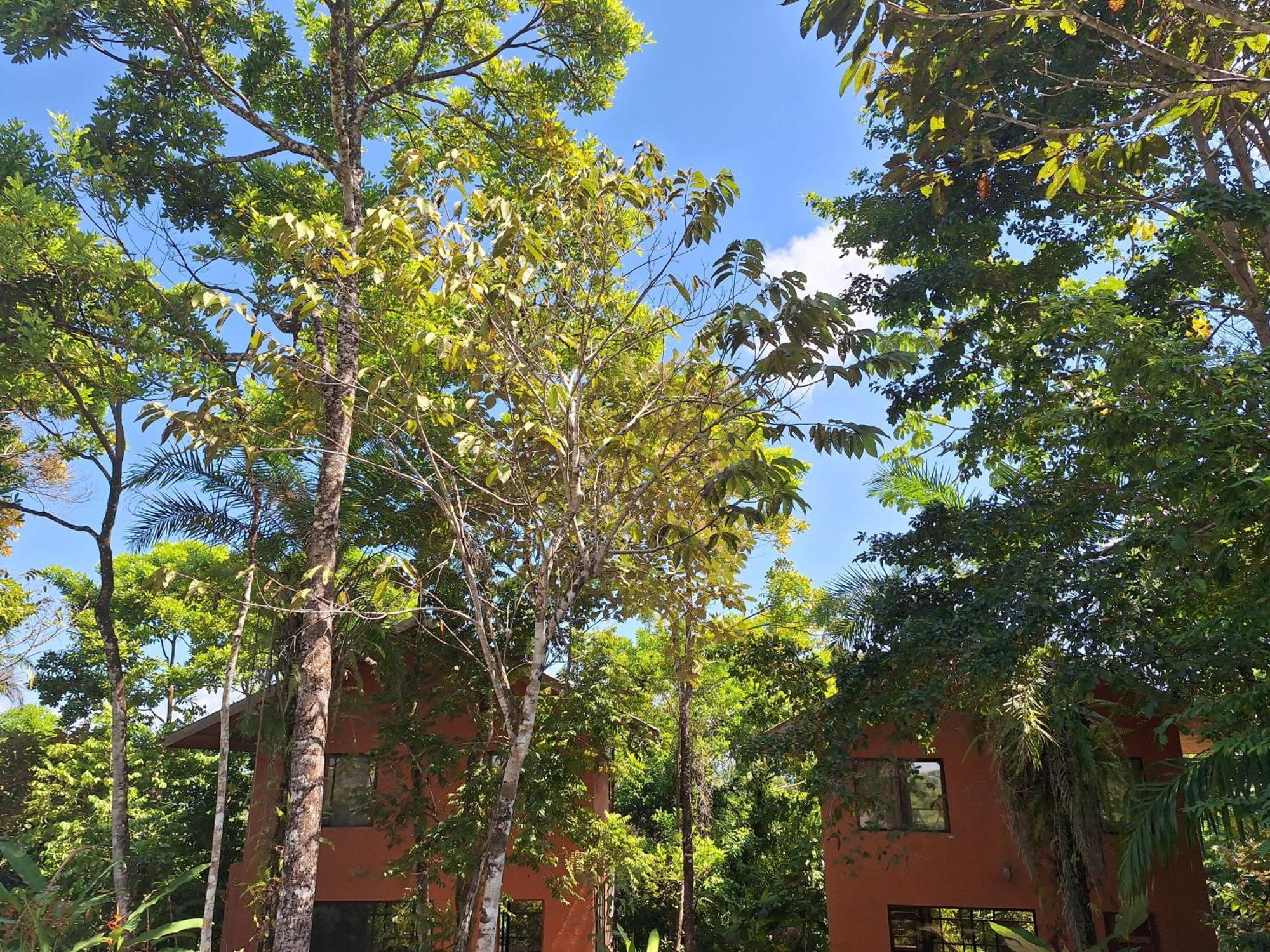 Birding Corcovado Eco Holiday home Puerto Jimenez