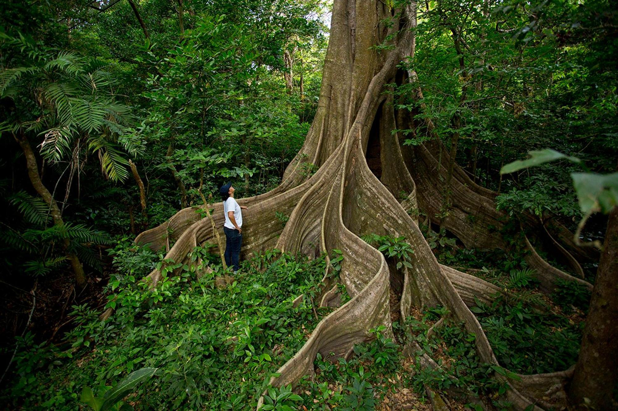 Buena Vista Del Rincon Eco Adventure Park & Spa Lodge