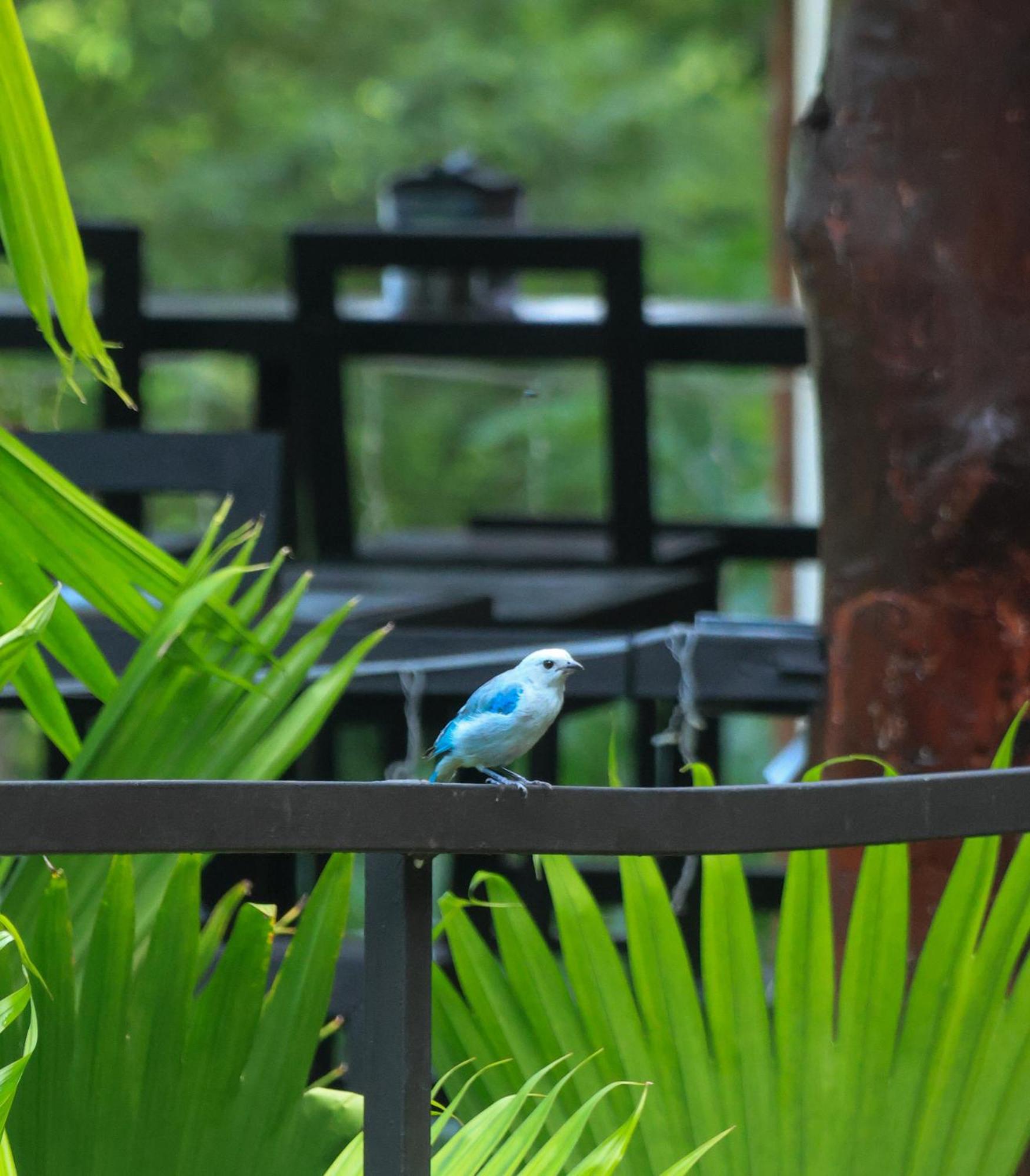 Hostel Plinio Manuel Antonio