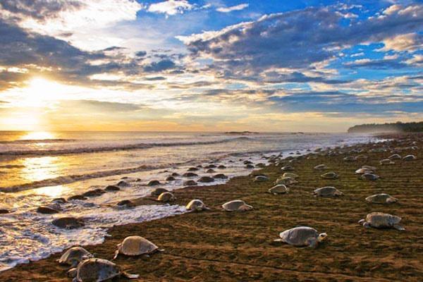 Hostel Cabinas Surf Arribadas Ostional Wildlife Refuge