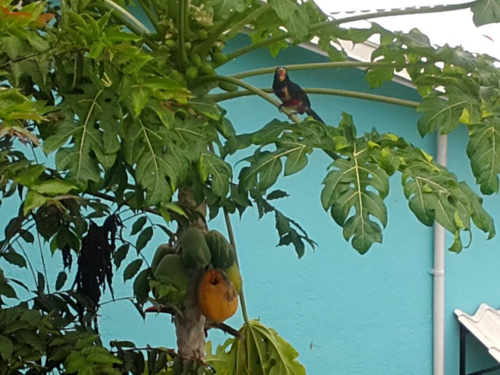 Hotel Cabinas Tropicales Puerto Jimenez