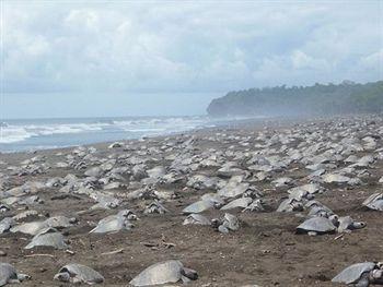 Boutique Luna Azul 4* Ostional Wildlife Refuge