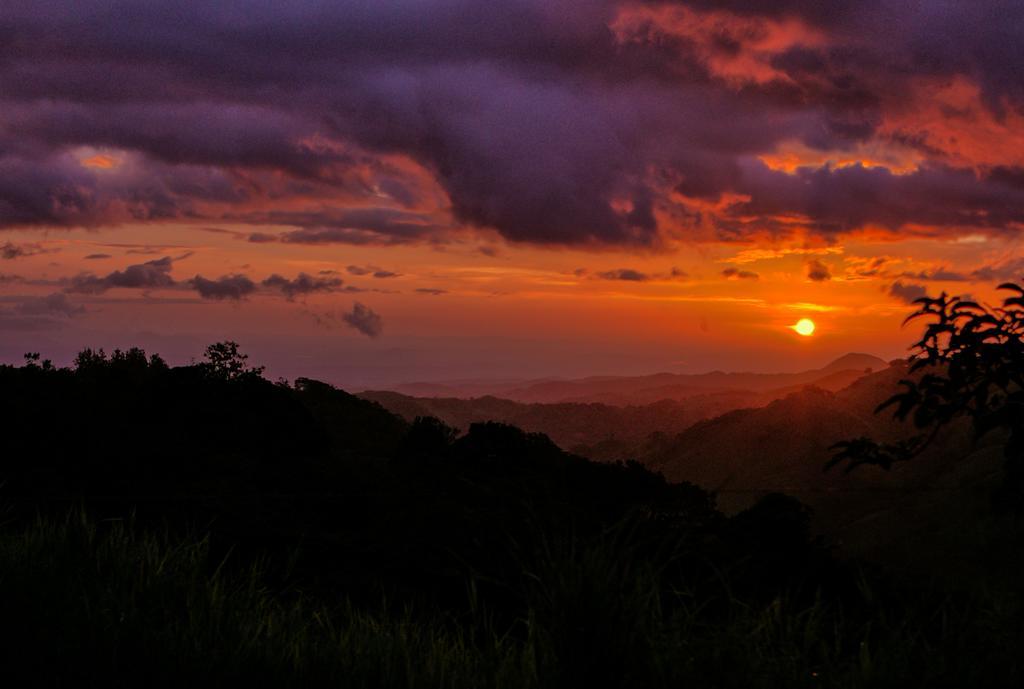Ficus Sunset Monteverde