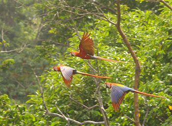 Rancho Corcovado