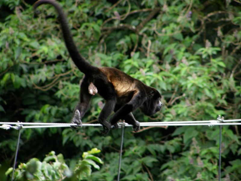 Buena Vista Del Rincon Eco Adventure Park & Spa *