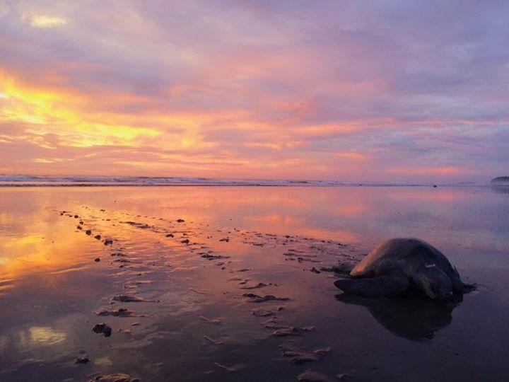 Cabinas Surf Arribadas Hostel Ostional Wildlife Refuge