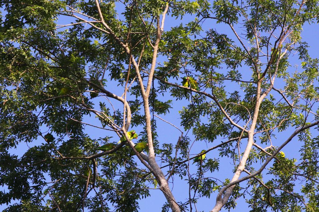 La Colina Pura Vista Bed & Breakfast Playa Bejuco (Guanacaste)