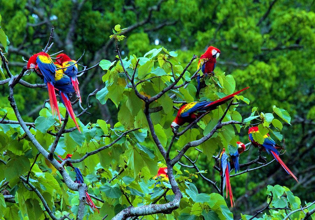 Tres Palmas Costa Rica Holiday home Puerto Jimenez