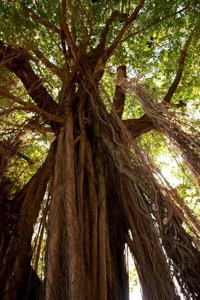 Nahua Potrero (Guanacaste)