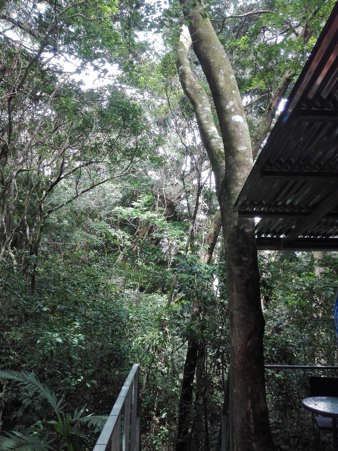 The Tree Bed & Breakfast