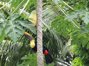 Corcovado Adventures Tent Camp *