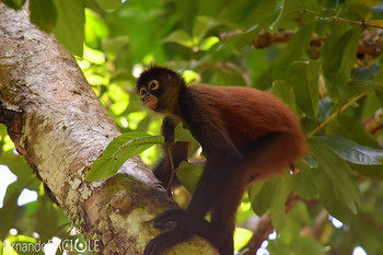 Hotel Corcovado Adventures Tent Camp Ciudad Cortes