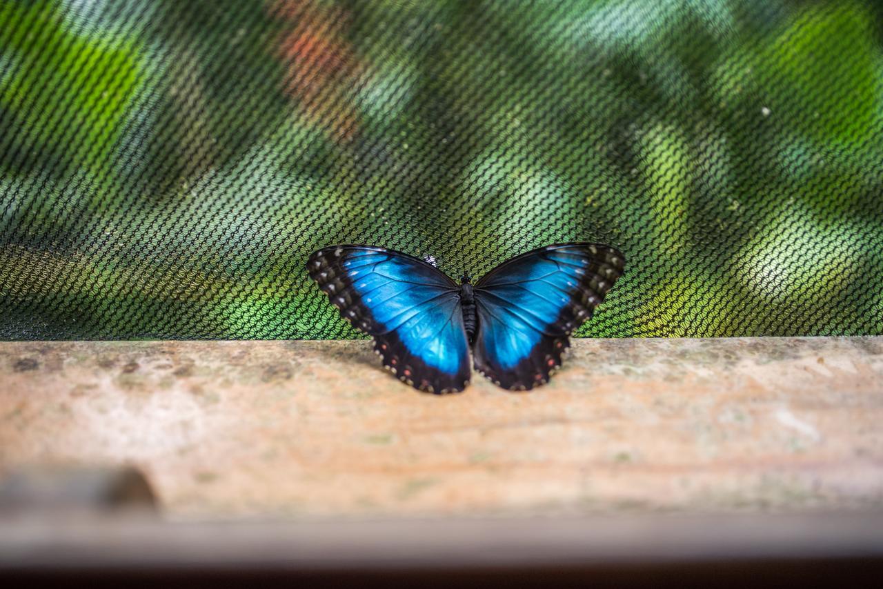 Si Como No & Wildlife Refuge Resort Manuel Antonio