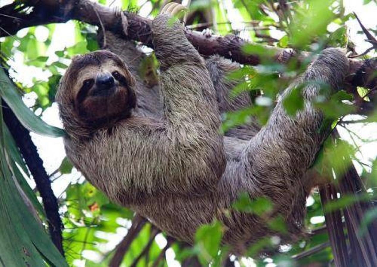 La Vela Boutique (adults Only) Hotel Manuel Antonio