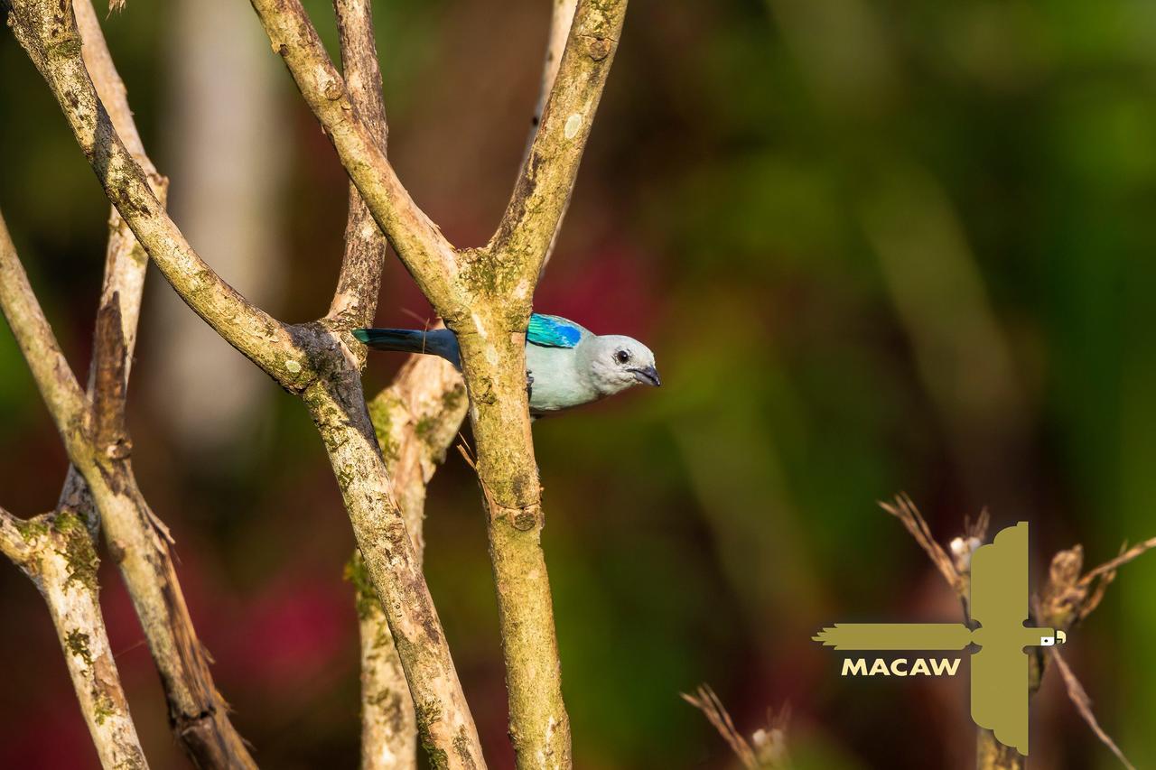 Lodge Macaw *