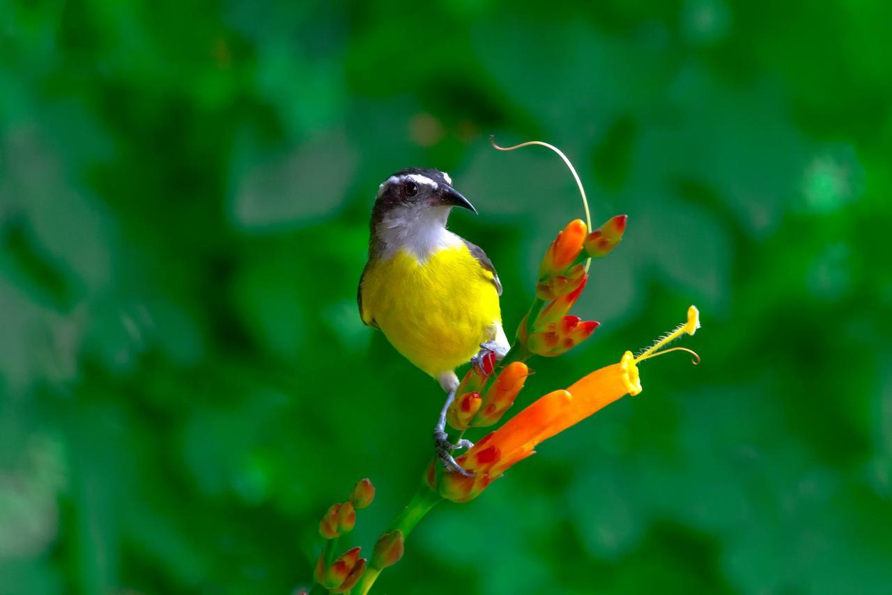 Macaw Lodge Carara