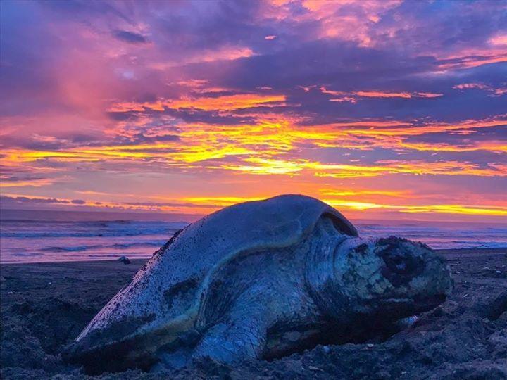 Cabinas Surf Arribadas Hostel Ostional Wildlife Refuge