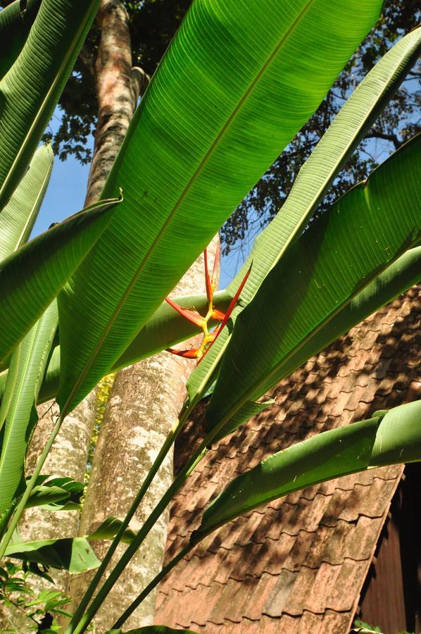 Hotel Howler Monkey 2*