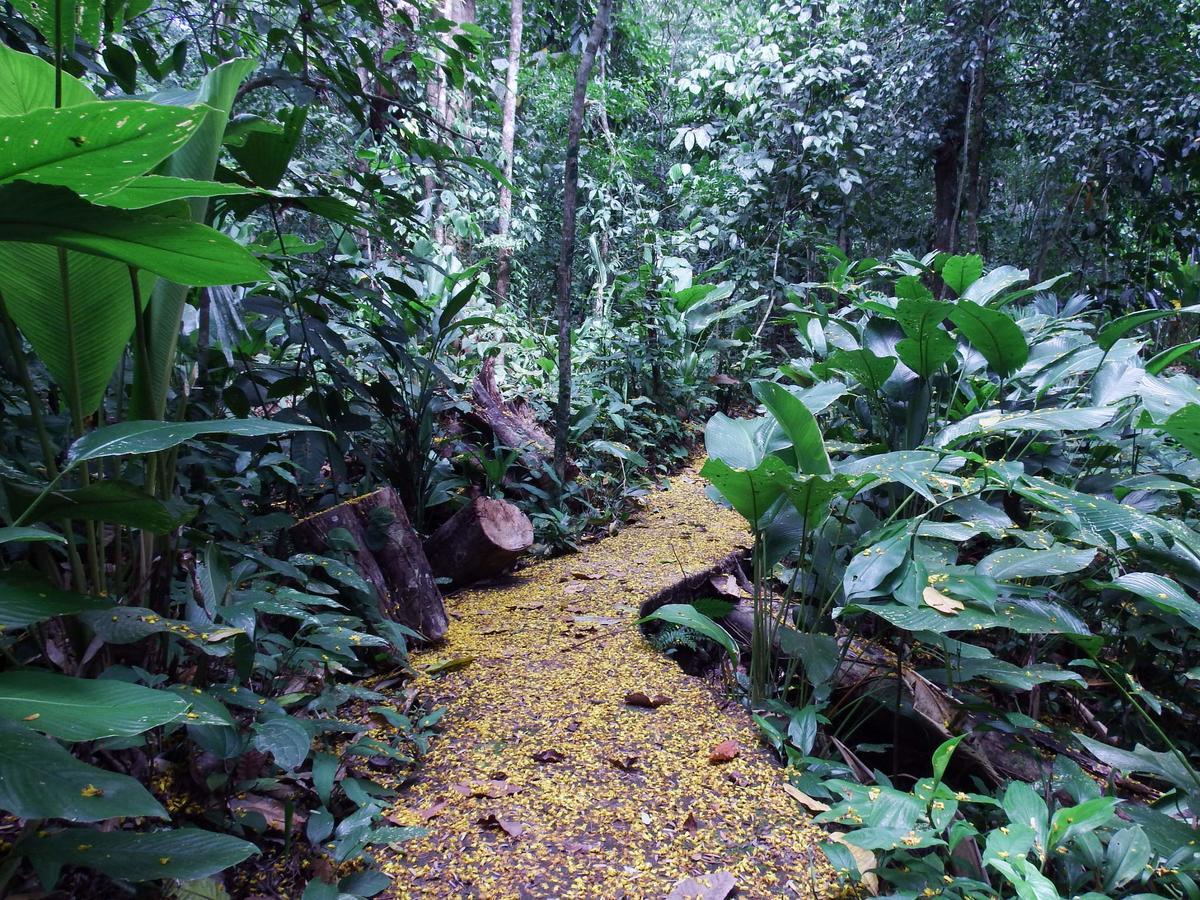 Selva Color - Forest & *
