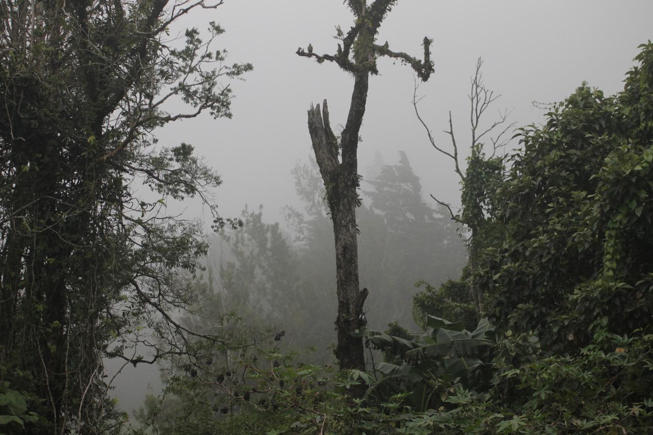 Bosque 2* Monteverde