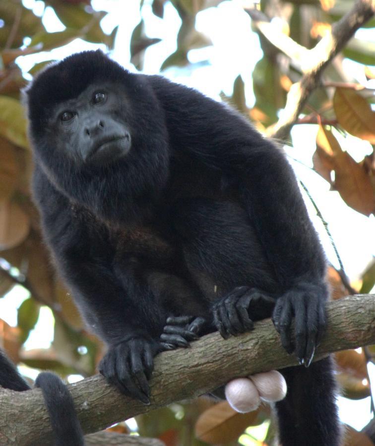 Howler Monkey 2*