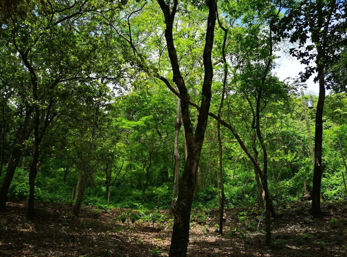 Casandreas GUANACASTE