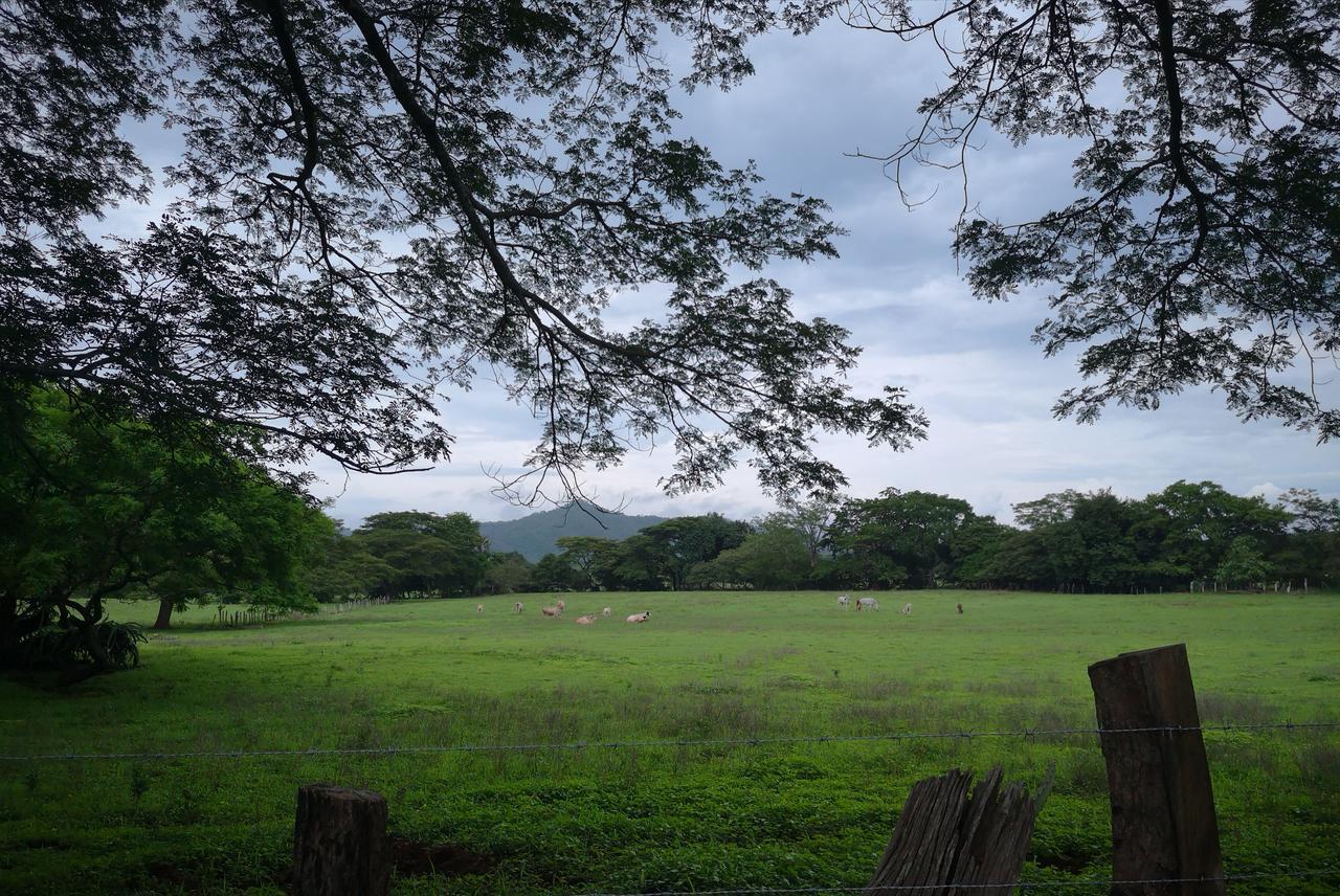 Casandreas GUANACASTE