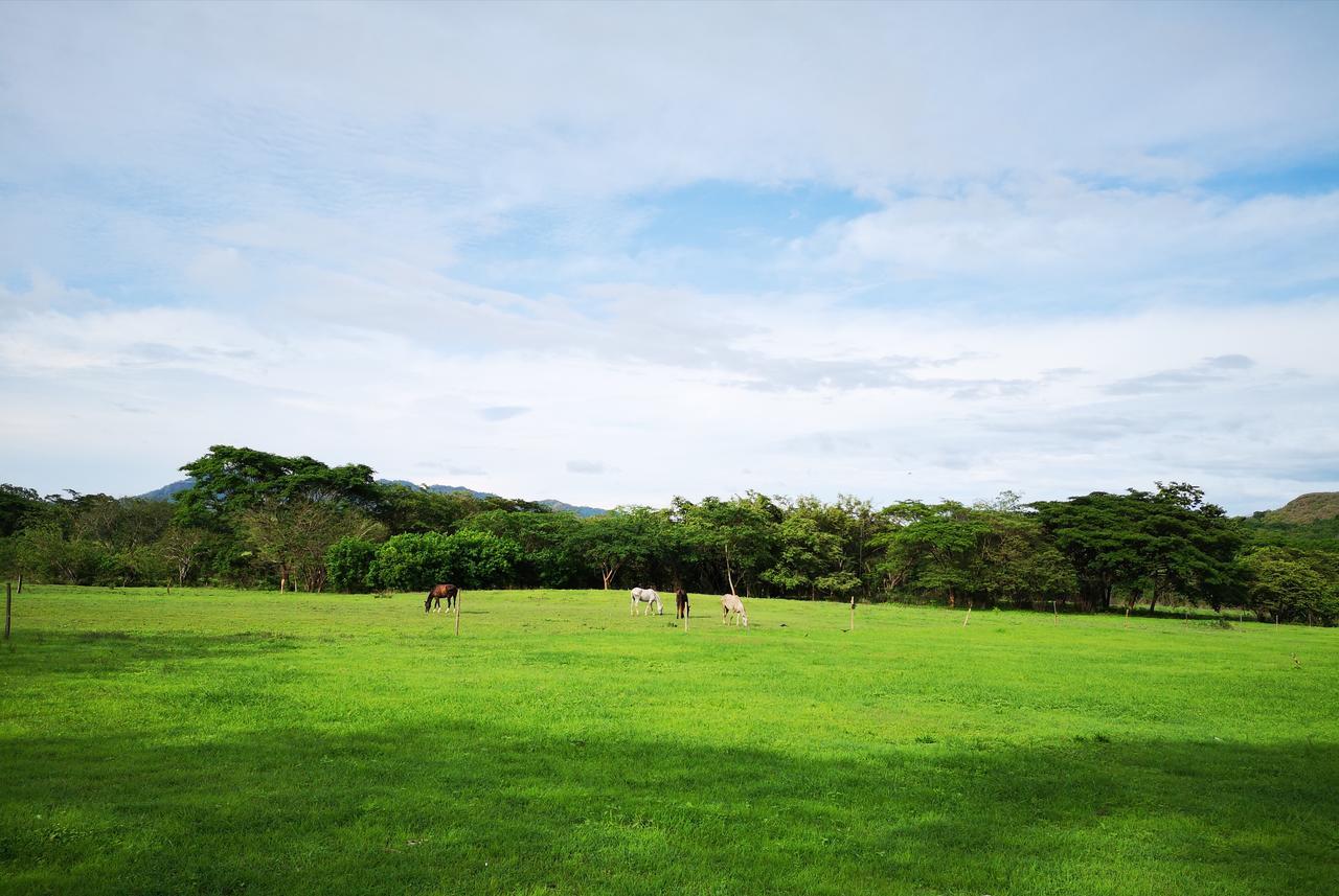 Casandreas GUANACASTE