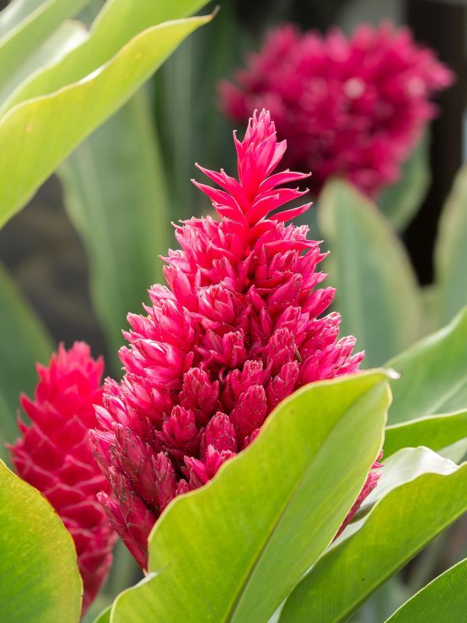 Bijagua Fortuna