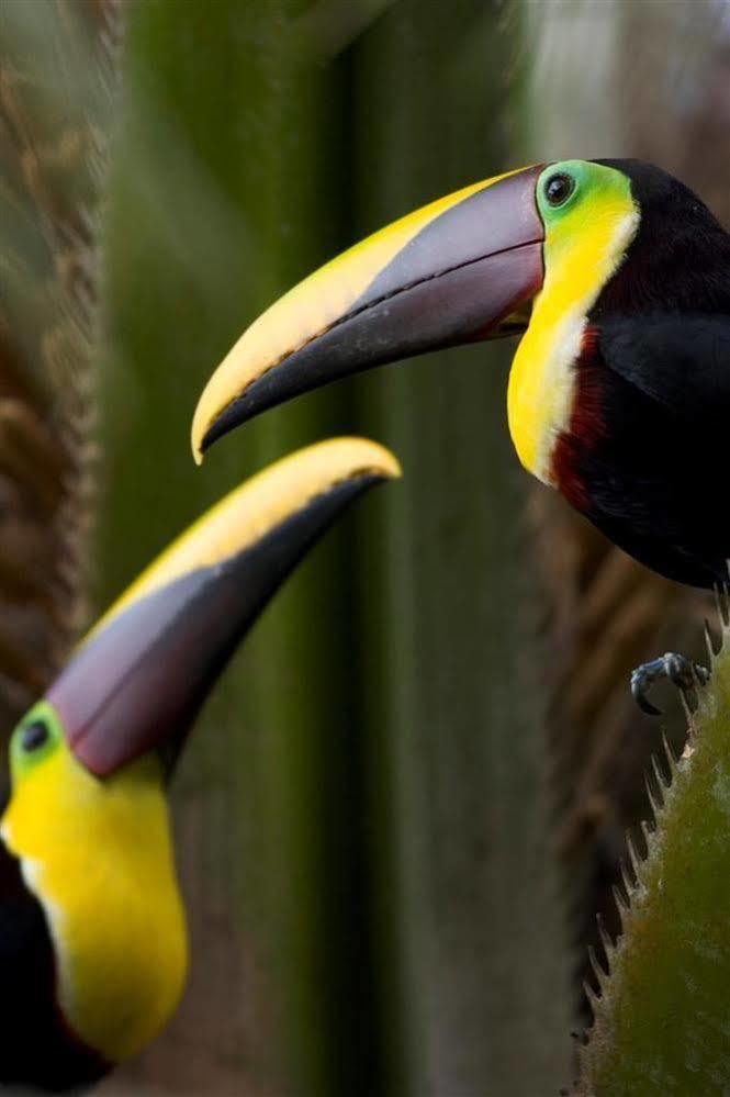 Bosque Del Cabo Rain Forest 3* Puerto Jimenez
