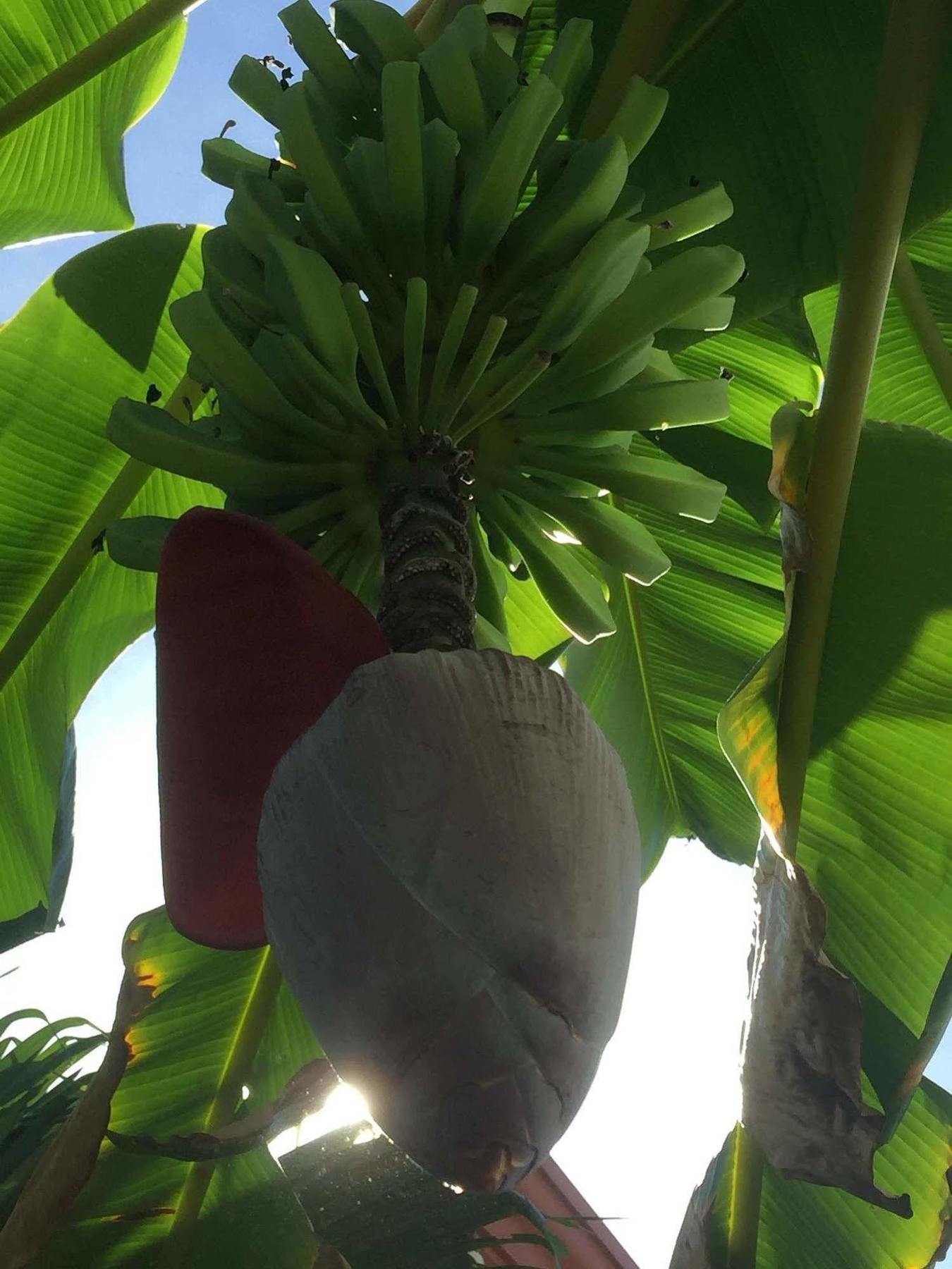 Gardenia 3* Tamarindo