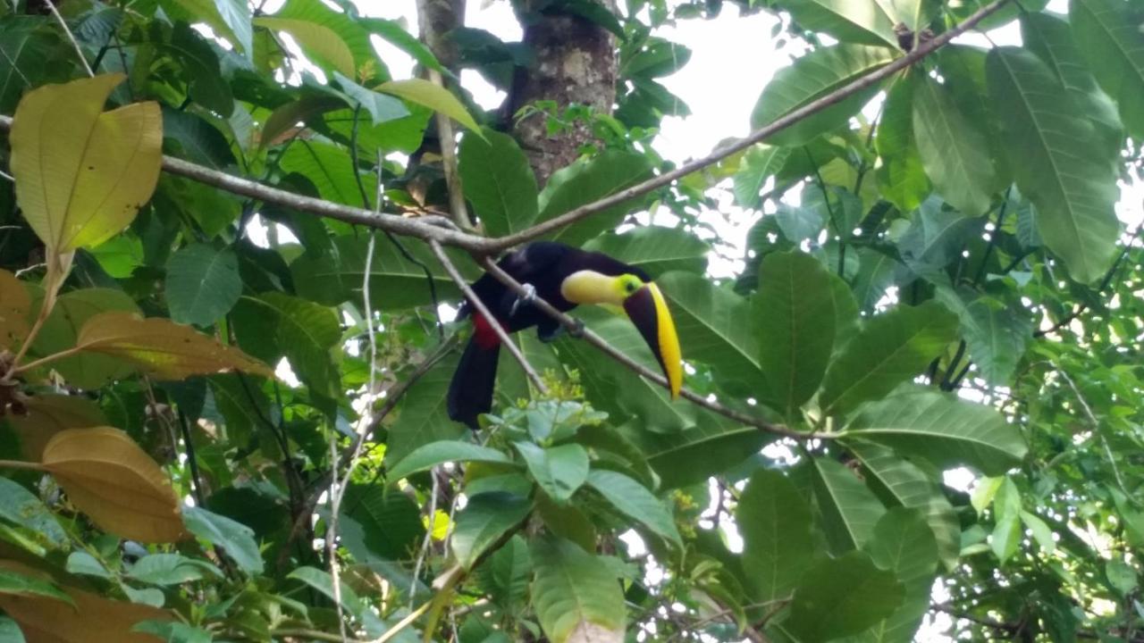Our Corcovado Guest house Drake Bay