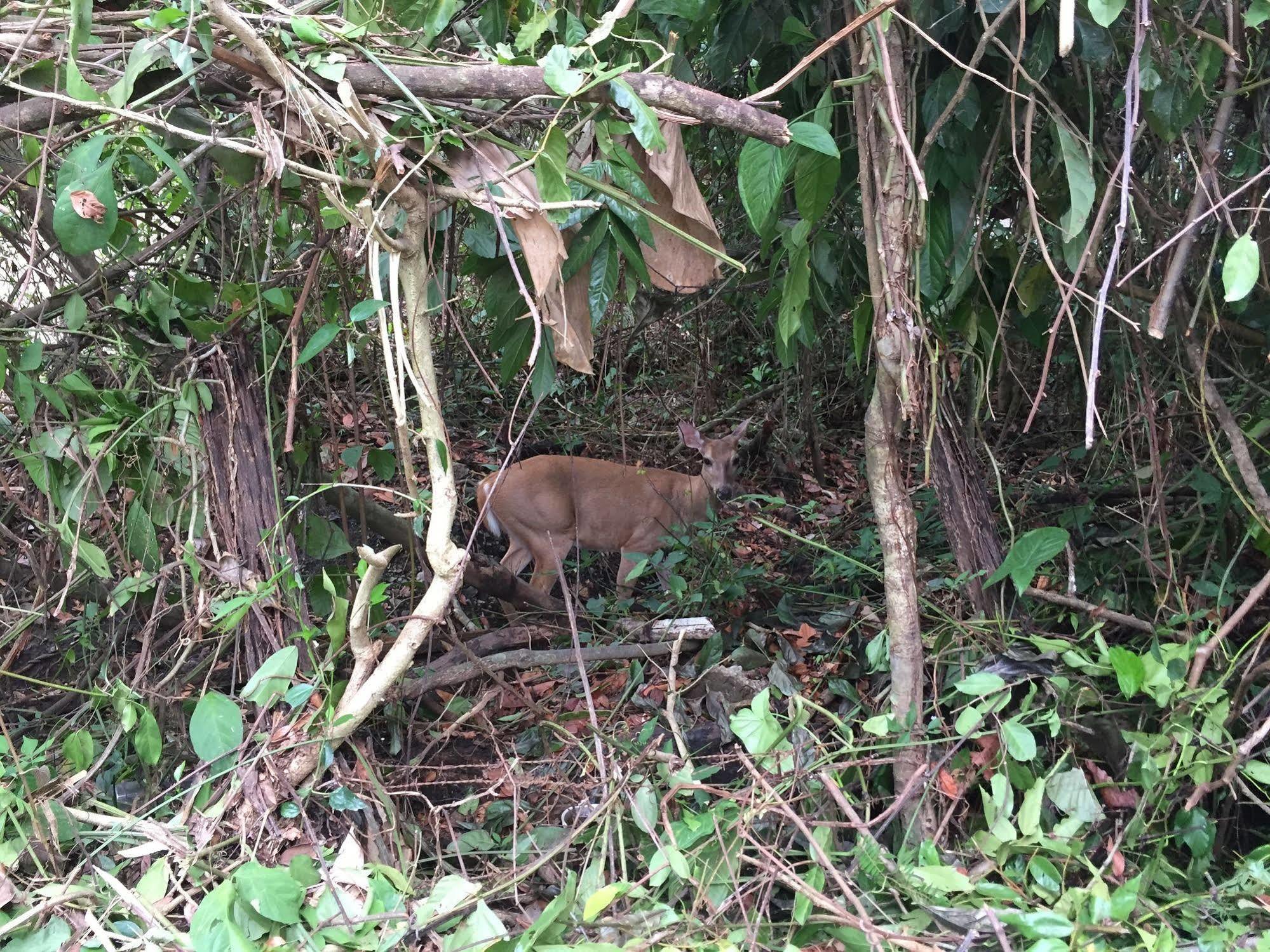 Coco 3* Manuel Antonio
