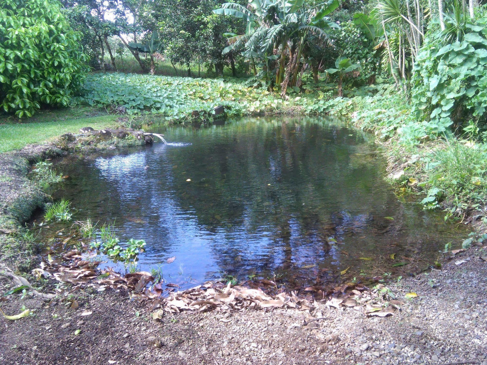 Paraiso Volcano Lodge *
