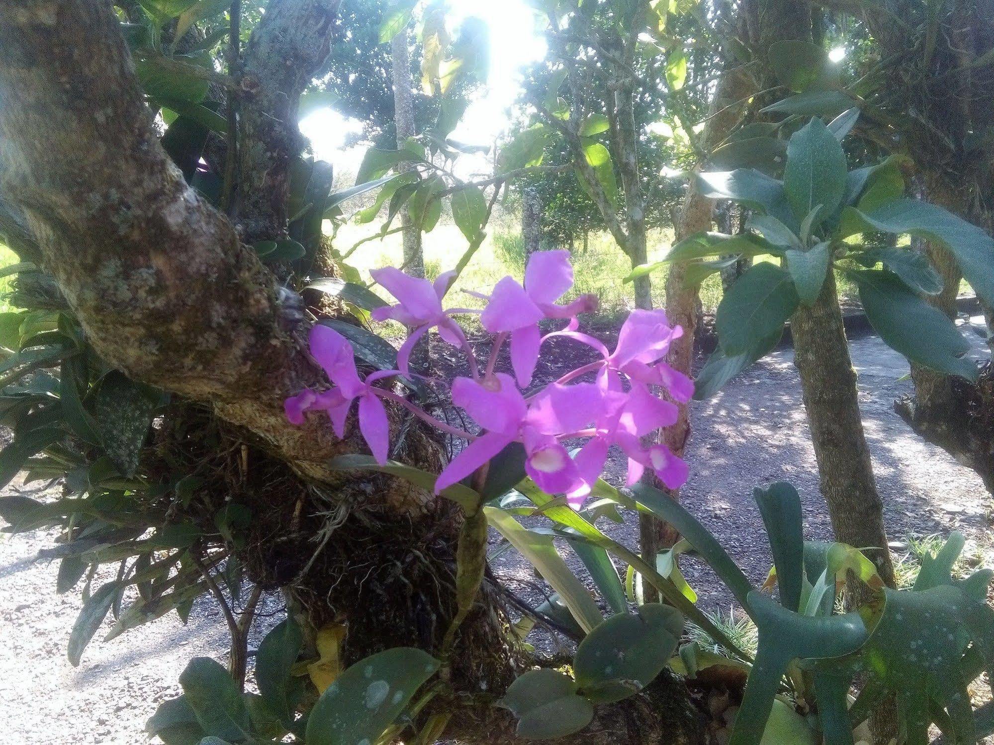 Lodge Paraiso Volcano *