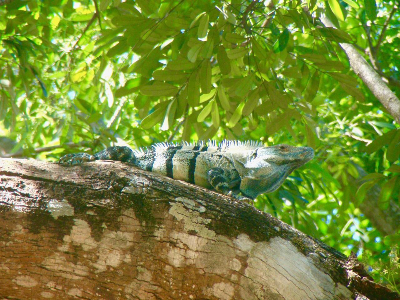 El Manglar Hotel Playa Grande