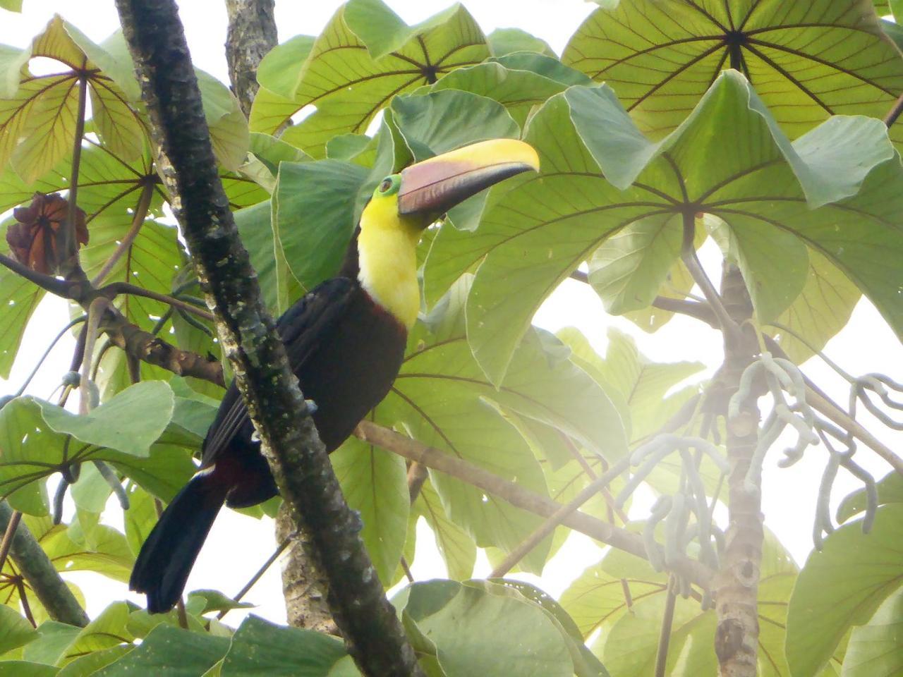 Hotel The Sunset Tucano Drake Bay