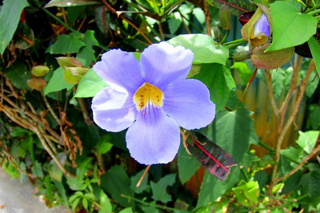 Pacifico Lunada
