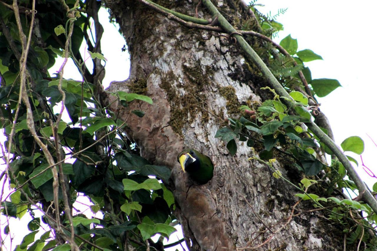 Hotel Bosque Monteverde