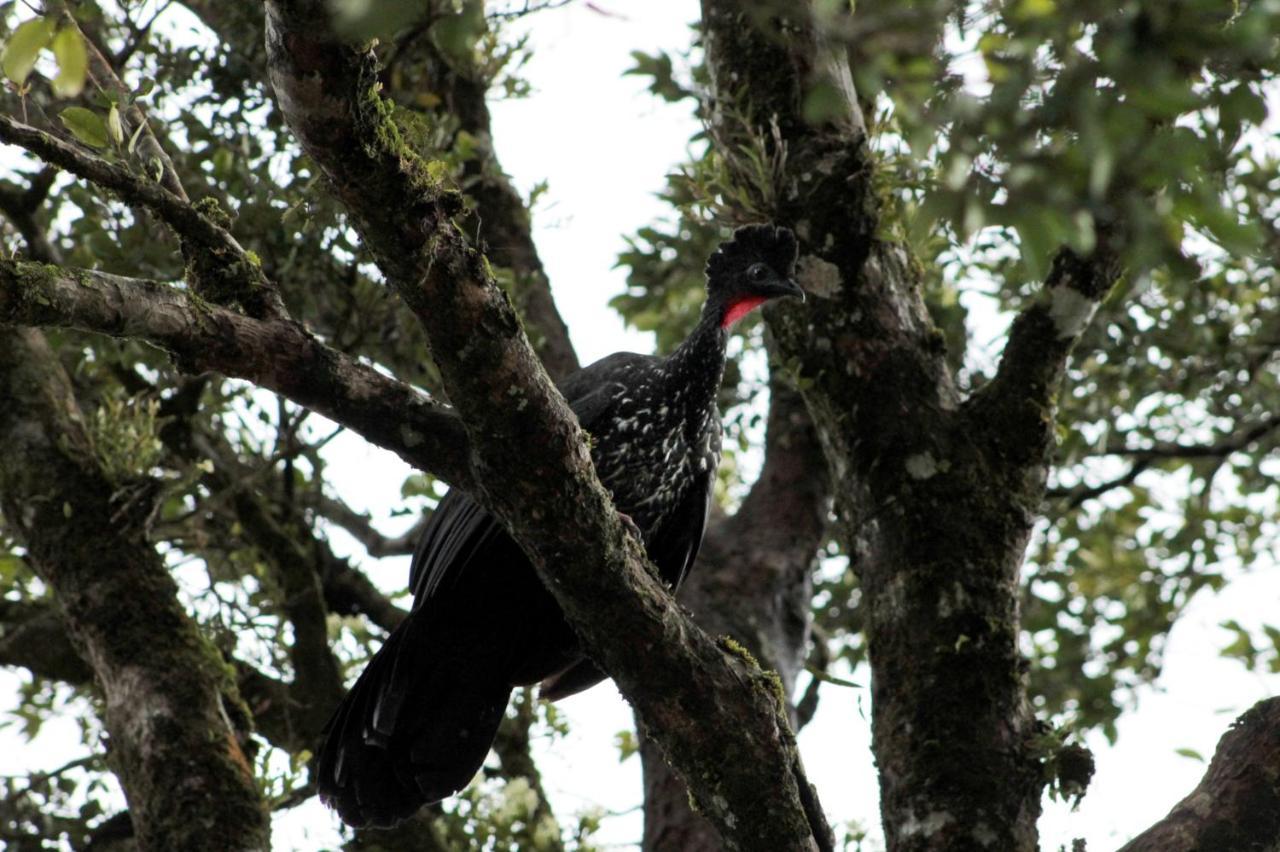 Bosque Monteverde
