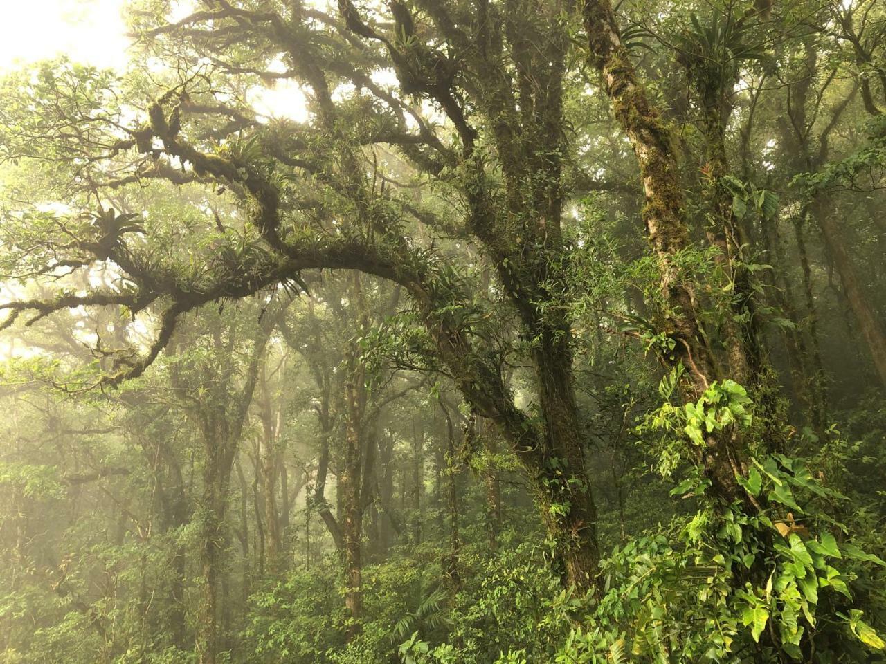 Burbi Monteverde