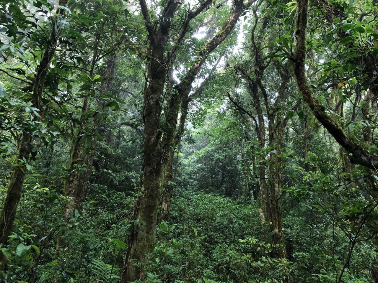 Burbi 3* Monteverde
